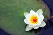 Close view of the white nenuphar.