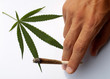 Cannabis
