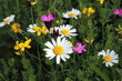 blumen auf magerwiese