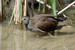 Gallinule poule d'eau