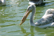 Pélicans frisés