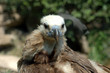 Vautour moine