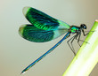 Photo: Beautiful bright Dragonfly Beautiful bright Dragonfly