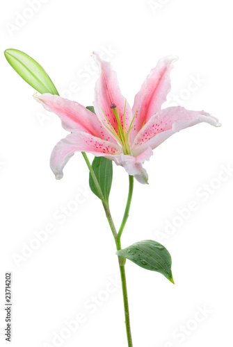 Photo: Pink stargazer lily (Lilium Stargazer) Pink stargazer lily (Lilium Stargazer)