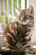 British Kitten