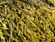 Brown algae, fucus