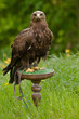 Eagle on a green wooden plate