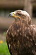 Young eagle looking forward