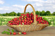 Fresh strawberries in a basket Fresh strawberries in a basket