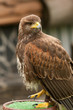Eagle on a green wooden plate