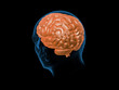 Brain solid 45 degree rear