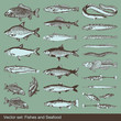 Vector set: fish, shells and seafood