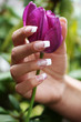 schöne Frauenhand mit lila Tulpe
