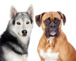 Two dogs of different breeds