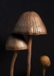 Three mushrooms on a black background