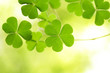 Clovers for backgrounds Clovers for backgrounds