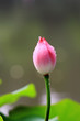 The shot of lotus leafs and the bud. The shot of lotus leafs and the bud.