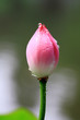 The shot of lotus leafs and the bud. The shot of lotus leafs and the bud.