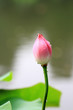 The shot of lotus leafs and the bud. The shot of lotus leafs and the bud.