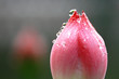 The shot of lotus leafs and the bud. The shot of lotus leafs and the bud.