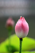 The shot of lotus leafs and the bud. The shot of lotus leafs and the bud.