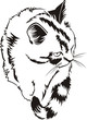 Sitting cat
