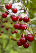 Sweet and juicily fresh cherries on a tree Sweet and juicily fresh cherries on a tree
