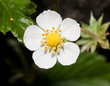 Erdbeerblüte129