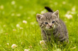 Kitten