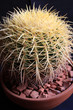 Photo: Cactus Cactus