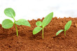 Sapling