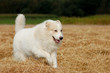 Hund im Kornfeld