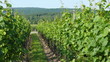 Route de Vin - elsässer Weinstraße
