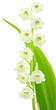 tige muguet, fond blanc