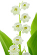muguet, fond blanc