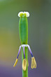 顔