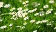 Daisies
