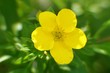 kleine gelbe blume