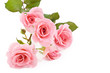 Pink Roses White Background
