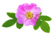 Wild rose