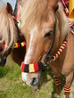 Fußball WM zu Pferd