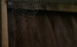 Cobweb