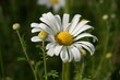 margerite  in Weiss