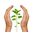 Growing green plant
