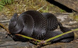 Foto: schwarze Kreuzotter schwarze Kreuzotter