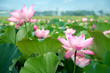 lotus flower blossom