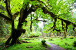 Rain forest