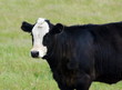Angus Hereford Cross Cow Angus Hereford Cross Cow