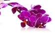 Luxurious orchids Luxurious orchids
