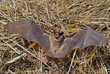 Bat 14